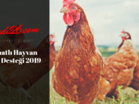 Kanatlı Hayvan Hibe Desteği 2022-2023, Faizsiz Tavuk Çiftliği Kredisi 2022-2023 Hibe Şartları