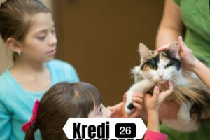 Ücretsiz Kedi Sahiplendirme | Evcil kedi kaç TL?